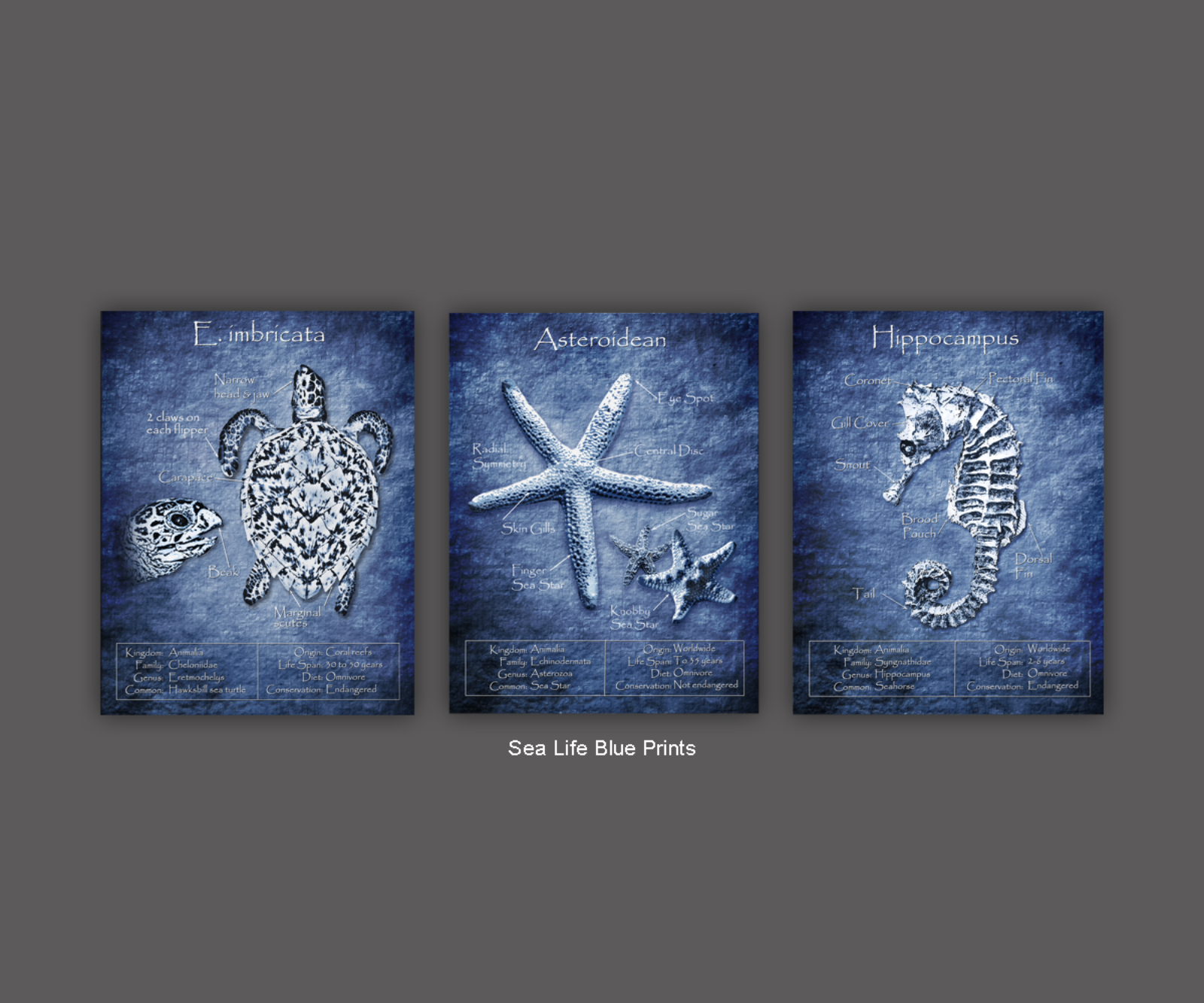 Pam Brodersen - 7 Sea Life Blue Prints